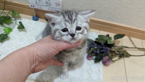 成約済の広島県のスコティッシュフォールド-75698の9枚目