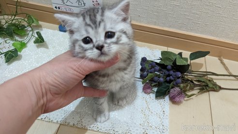 成約済の広島県のスコティッシュフォールド-75698の8枚目