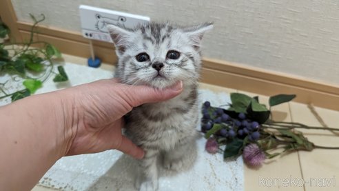 成約済の広島県のスコティッシュフォールド-75698の6枚目
