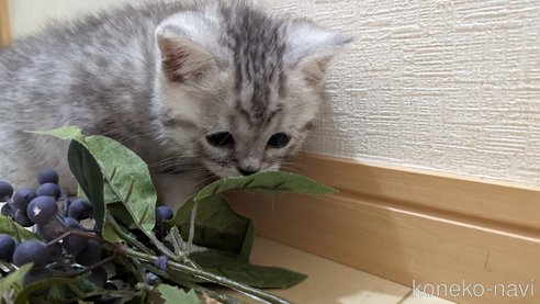 成約済の広島県のスコティッシュフォールド-75698の5枚目