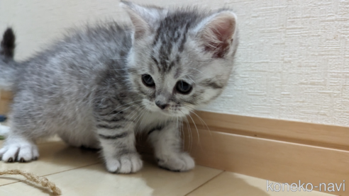 成約済の広島県のスコティッシュフォールド-75698の3枚目