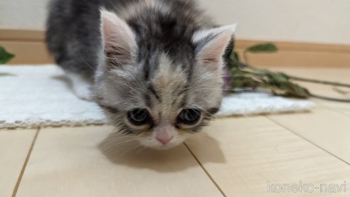 成約済の広島県のスコティッシュフォールド-75253の25枚目