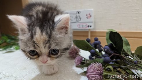 成約済の広島県のスコティッシュフォールド-75253の22枚目