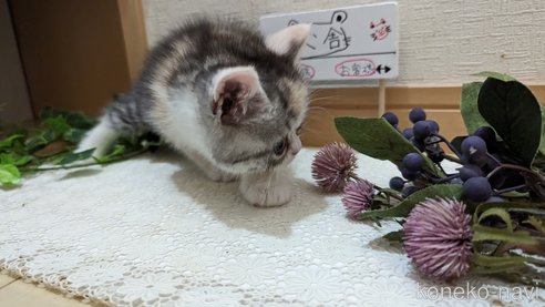 成約済の広島県のスコティッシュフォールド-75253の20枚目