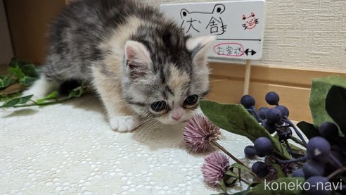 成約済の広島県のスコティッシュフォールド-75253の18枚目