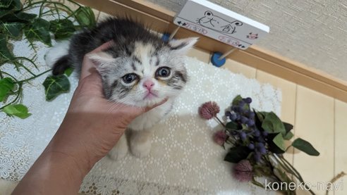 成約済の広島県のスコティッシュフォールド-75253の11枚目