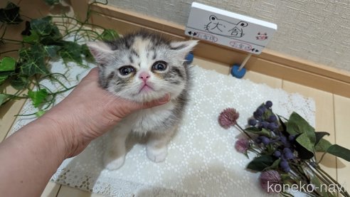 成約済の広島県のスコティッシュフォールド-75253の10枚目