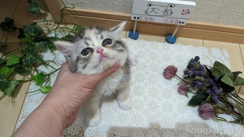 成約済の広島県のスコティッシュフォールド-75253の5枚目