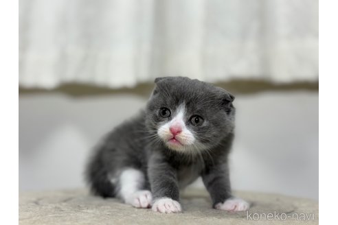 成約済の神奈川県のスコティッシュフォールド(折れ耳)-76593の10枚目