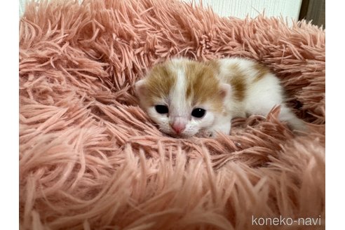 成約済の埼玉県のスコティッシュフォールド(折れ耳)-75791の41枚目