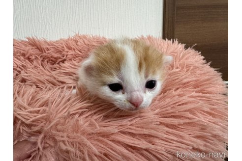 成約済の埼玉県のスコティッシュフォールド(折れ耳)-75791の40枚目