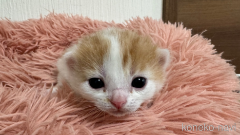 成約済の埼玉県のスコティッシュフォールド(折れ耳)-75791の39枚目