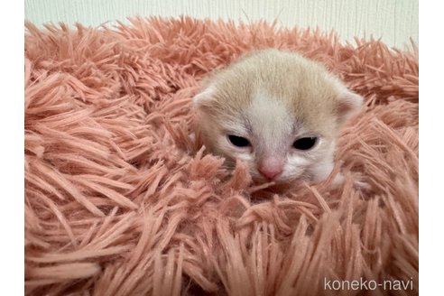 成約済の埼玉県のスコティッシュフォールド(折れ耳)-75792の15枚目