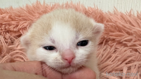 成約済の埼玉県のスコティッシュフォールド(折れ耳)-75792の14枚目