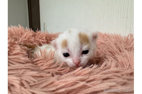 成約済の埼玉県のスコティッシュフォールド-75793の38枚目