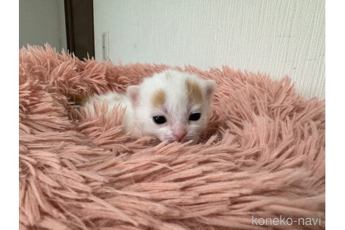 成約済の埼玉県のスコティッシュフォールド-75793の37枚目