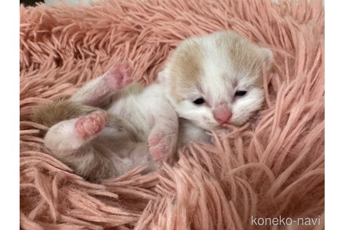 成約済の埼玉県のスコティッシュフォールド-76089の32枚目