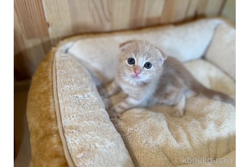 成約済の長野県のスコティッシュフォールド(折れ耳)-76660の3枚目
