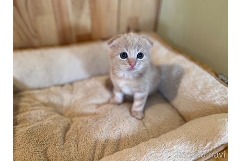 成約済の長野県のスコティッシュフォールド(折れ耳)-76660の5枚目
