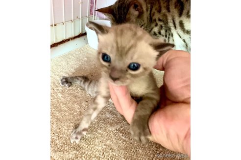 成約済の静岡県のベンガル-76541の61枚目