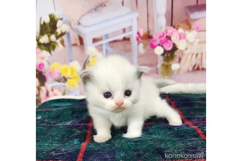 成約済の奈良県のラグドール-76714の17枚目