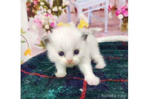 成約済の奈良県のラグドール-76714の14枚目