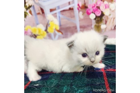 成約済の奈良県のラグドール-76715の17枚目
