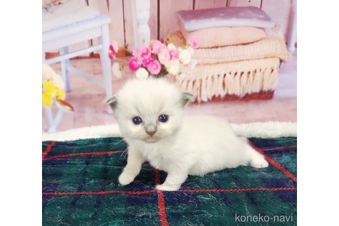 成約済の奈良県のラグドール-76715の14枚目