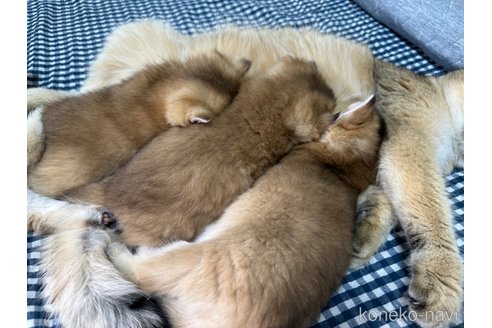 成約済の大阪府のブリティッシュショートヘア-76720の2枚目