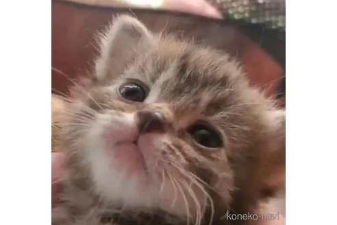 成約済の愛知県のスコティッシュフォールド(折れ耳)-76755の6枚目