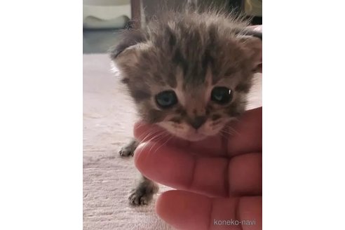 成約済の愛知県のスコティッシュフォールド(折れ耳)-76755の3枚目