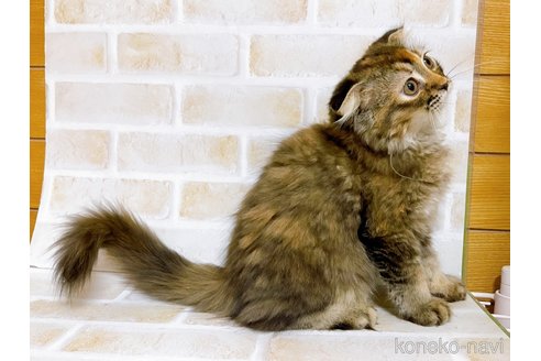 成約済の東京都のスコティッシュフォールド(折れ耳)-73917の9枚目