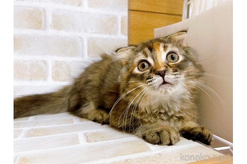 成約済の東京都のスコティッシュフォールド(折れ耳)-73917の8枚目