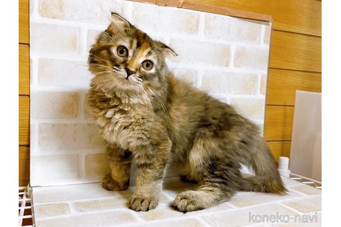 成約済の東京都のスコティッシュフォールド(折れ耳)-73917の7枚目