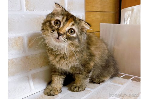 成約済の東京都のスコティッシュフォールド(折れ耳)-73917の6枚目