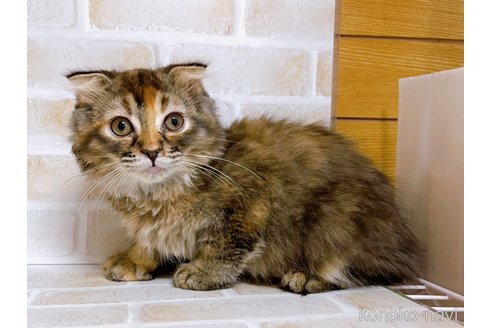 成約済の東京都のスコティッシュフォールド(折れ耳)-73917の5枚目