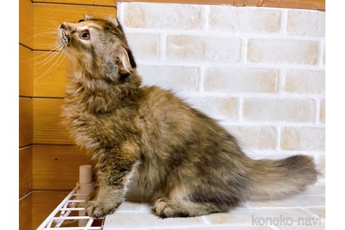 成約済の東京都のスコティッシュフォールド(折れ耳)-73917の4枚目