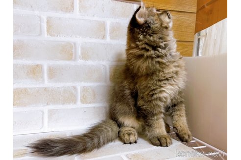 成約済の東京都のスコティッシュフォールド(折れ耳)-73917の3枚目