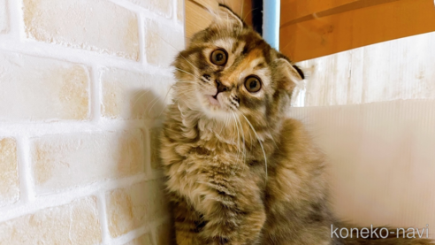 成約済の東京都のスコティッシュフォールド(折れ耳)-73917の2枚目