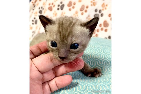 成約済の静岡県のベンガル-76541の60枚目