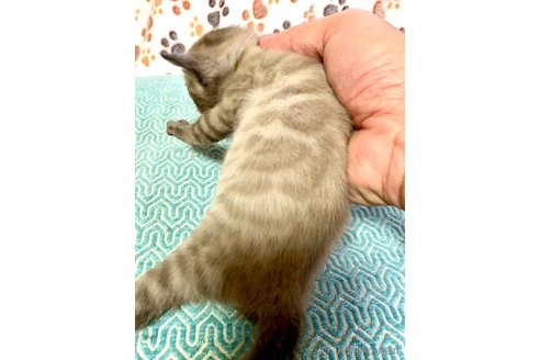 成約済の静岡県のベンガル-76541の57枚目