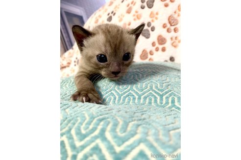 成約済の静岡県のベンガル-76541の55枚目