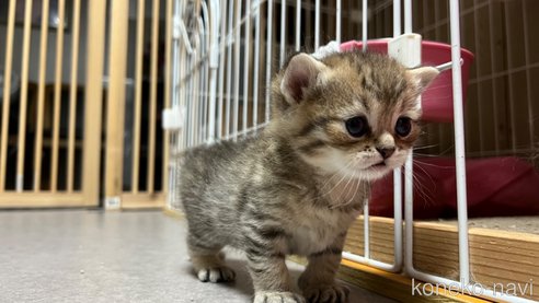 商談中の鹿児島県のスコティッシュストレート-76820の7枚目