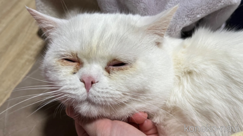 成約済の埼玉県のミックス-62513の13枚目