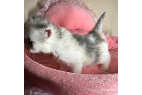 成約済の愛知県のサイベリアン-76826の4枚目