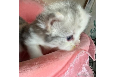 成約済の愛知県のサイベリアン-76826の5枚目