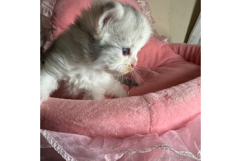 成約済の愛知県のサイベリアン-76826の3枚目