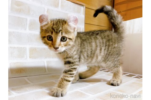 成約済の東京都のその他の猫種-76838の5枚目