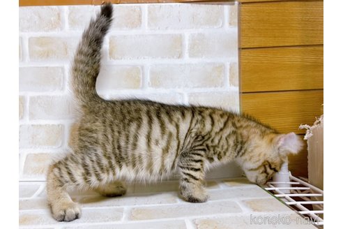 成約済の東京都のその他の猫種-76838の7枚目