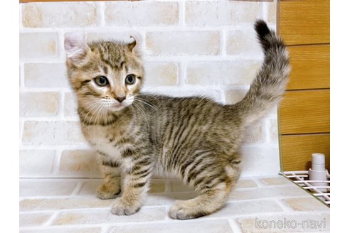 成約済の東京都のその他の猫種-76838の2枚目